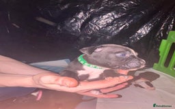 Mixed Breed dogs for sale: American bull staff - Image 5