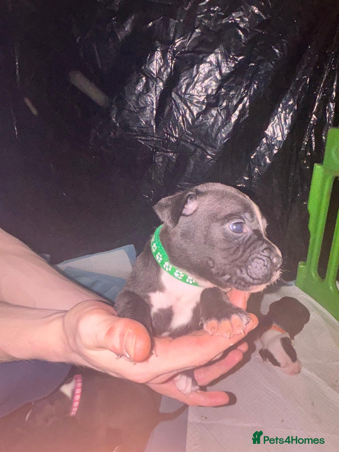 Mixed Breed dogs for sale: American bull staff - Image 5