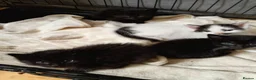 Mixed Breed cats for sale: Kay mcdonald - Advert 13