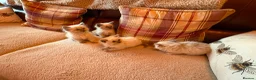 Ragdoll cats for sale: Beautiful Ragdol Kittens - Advert 1