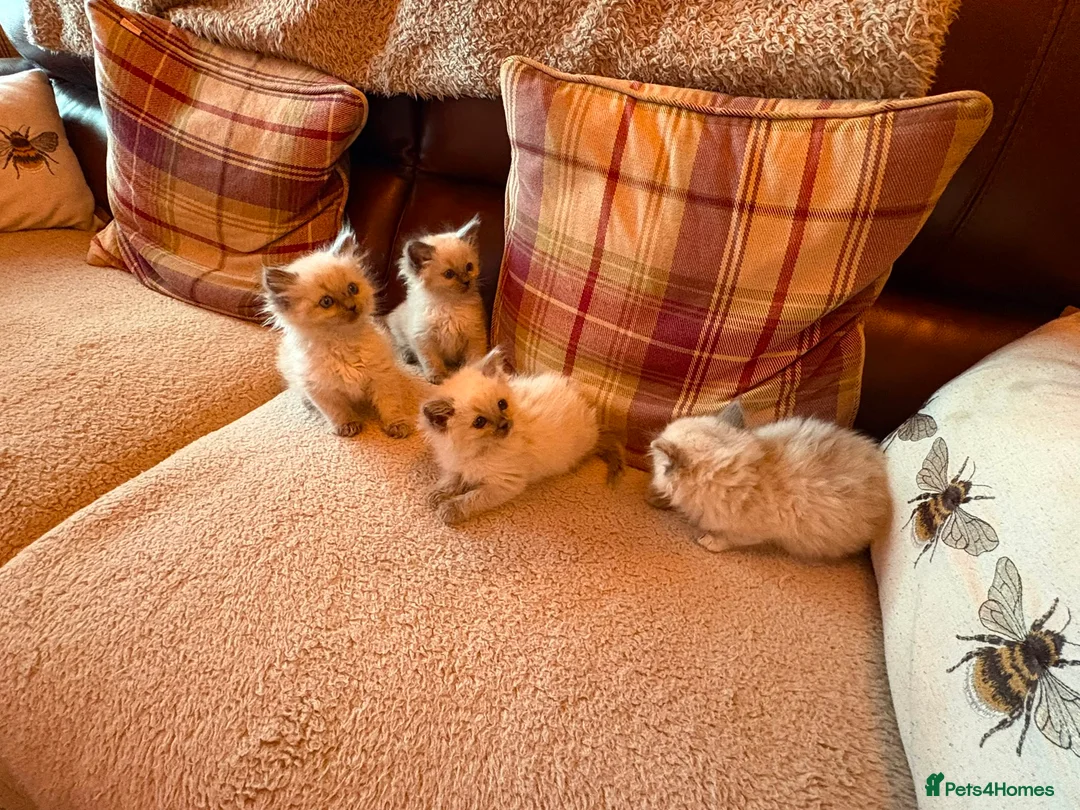 Ragdoll cats for sale: Beautiful Ragdol Kittens - Advert 1