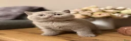 British Shorthair cats for sale: British Shorthair Boy - Advert 7