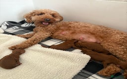 Cavapoochon dogs for sale: Cavapoochons!!🐶🐶 - Image 7