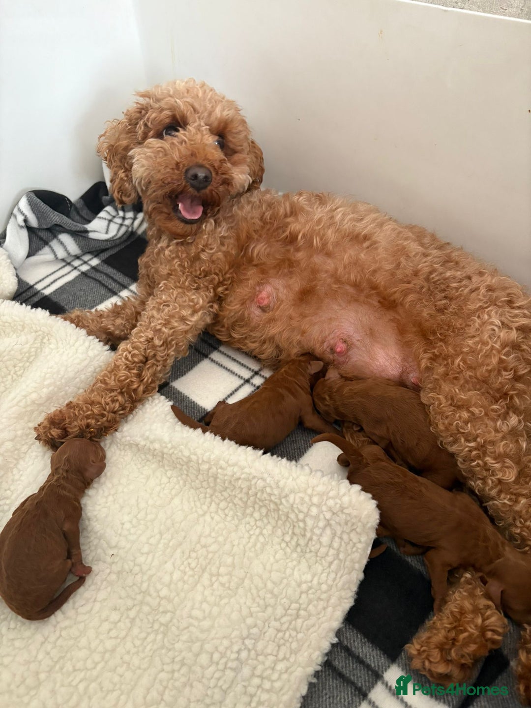 Cavapoochon dogs for sale: Cavapoochons!!🐶🐶 - Image 7
