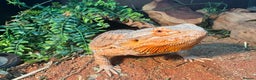 Bearded Dragon reptiles for sale: 2 year old bearded dragon  - Advert 5