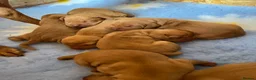 Hungarian Vizsla dogs for sale: Championship Bloodline Pedigree Hungarian Vizslas - Advert 4