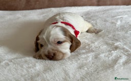 Cocker Spaniel dogs for sale: Extensively Health Tested KC Reg Puppies  - Image 7