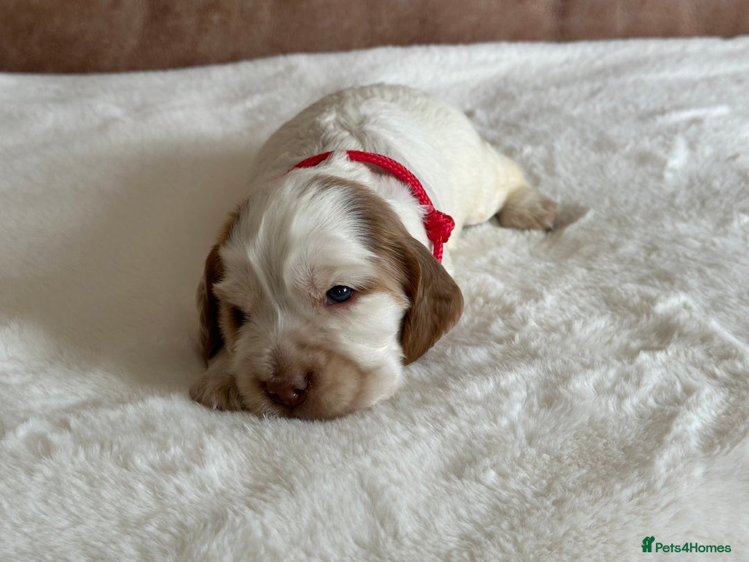 Cocker Spaniel dogs for sale: Extensively Health Tested KC Reg Puppies  - Image 7