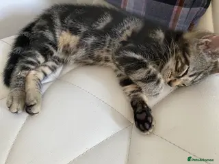 Bengal cats Mario, Bengal kitten❤️🏡 - Advert 4