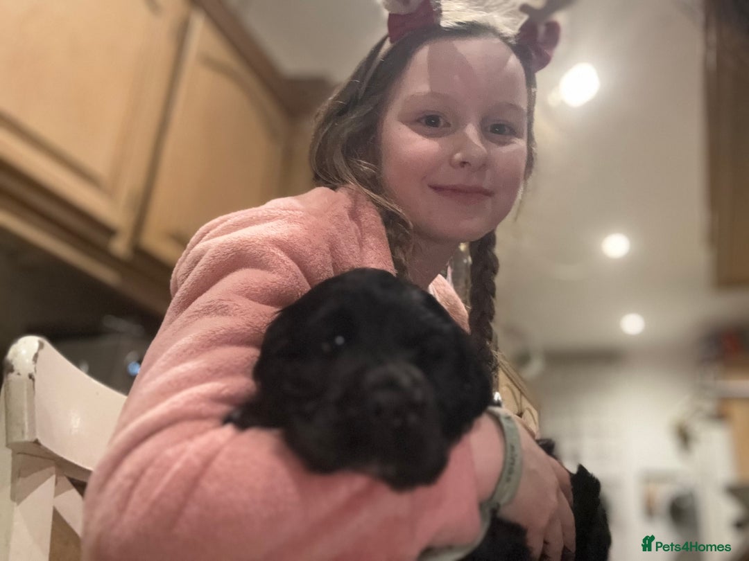 Cocker Spaniel dogs for sale: Super healthy KC Show Type from small litter - Advert 3