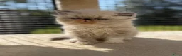Persian cats for sale: GCCF registered Persian kittens 💙 - Advert 5