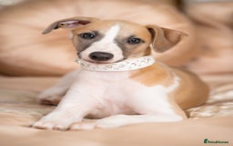 Whippet dogs for sale: Sadly for rehoming mother and son kc whippets. - Image 11