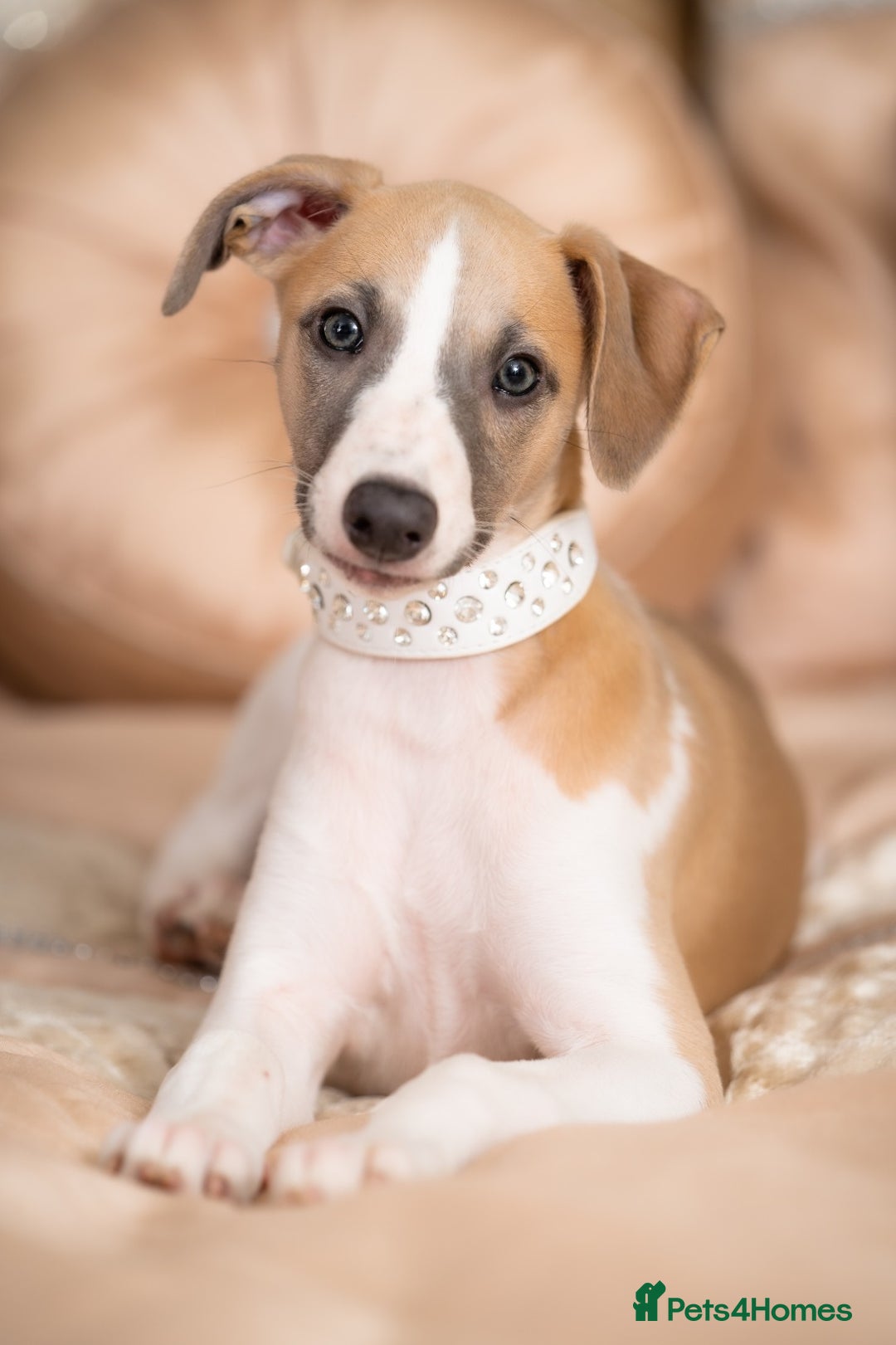 Whippet dogs for sale: Sadly for rehoming mother and son kc whippets. - Image 11