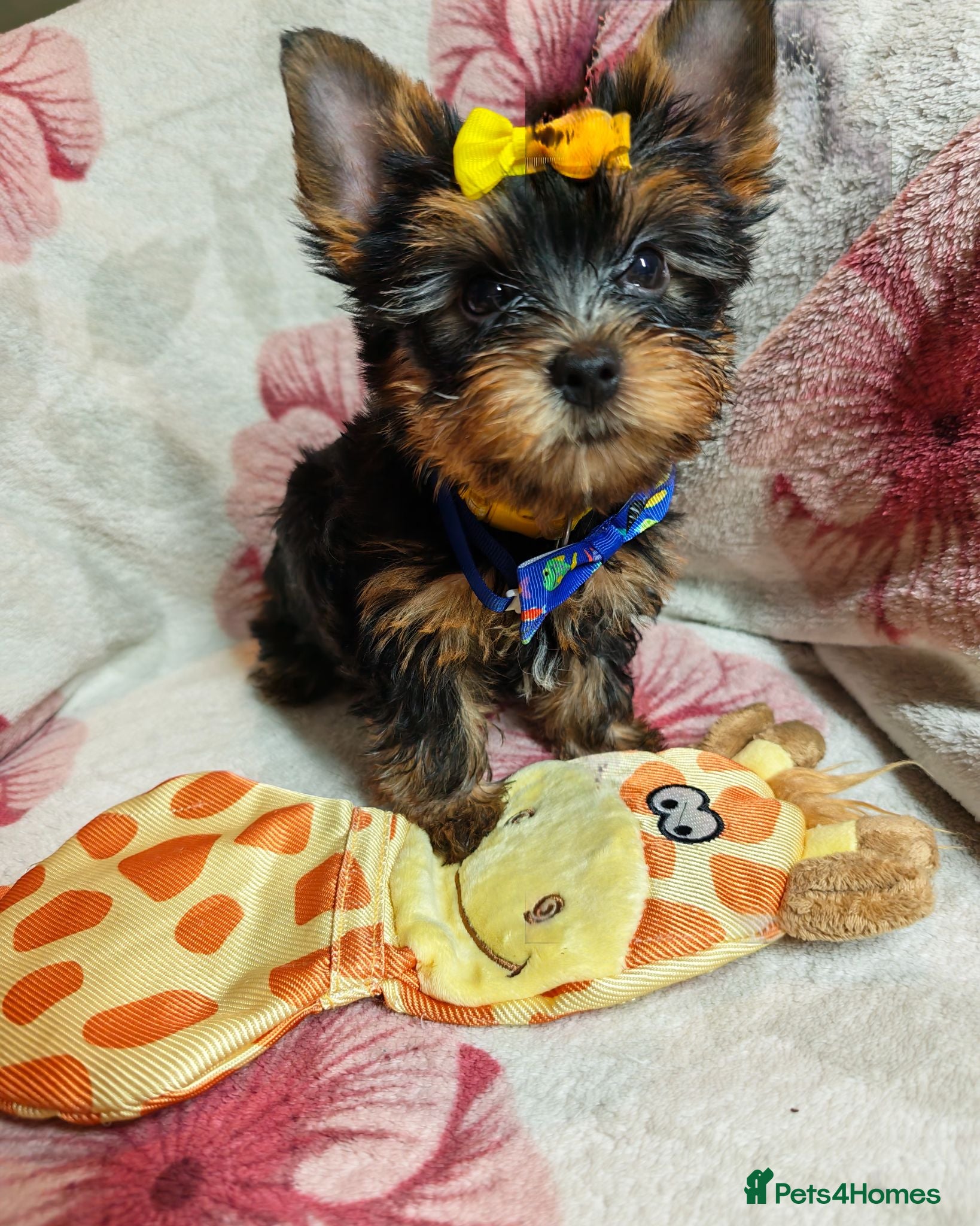 Yorkshire Terrier dogs ✨Beautiful Yorkies✨ - Advert 3