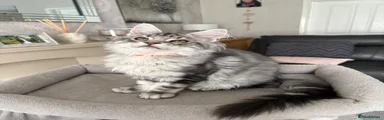 Maine Coon Kitten 3