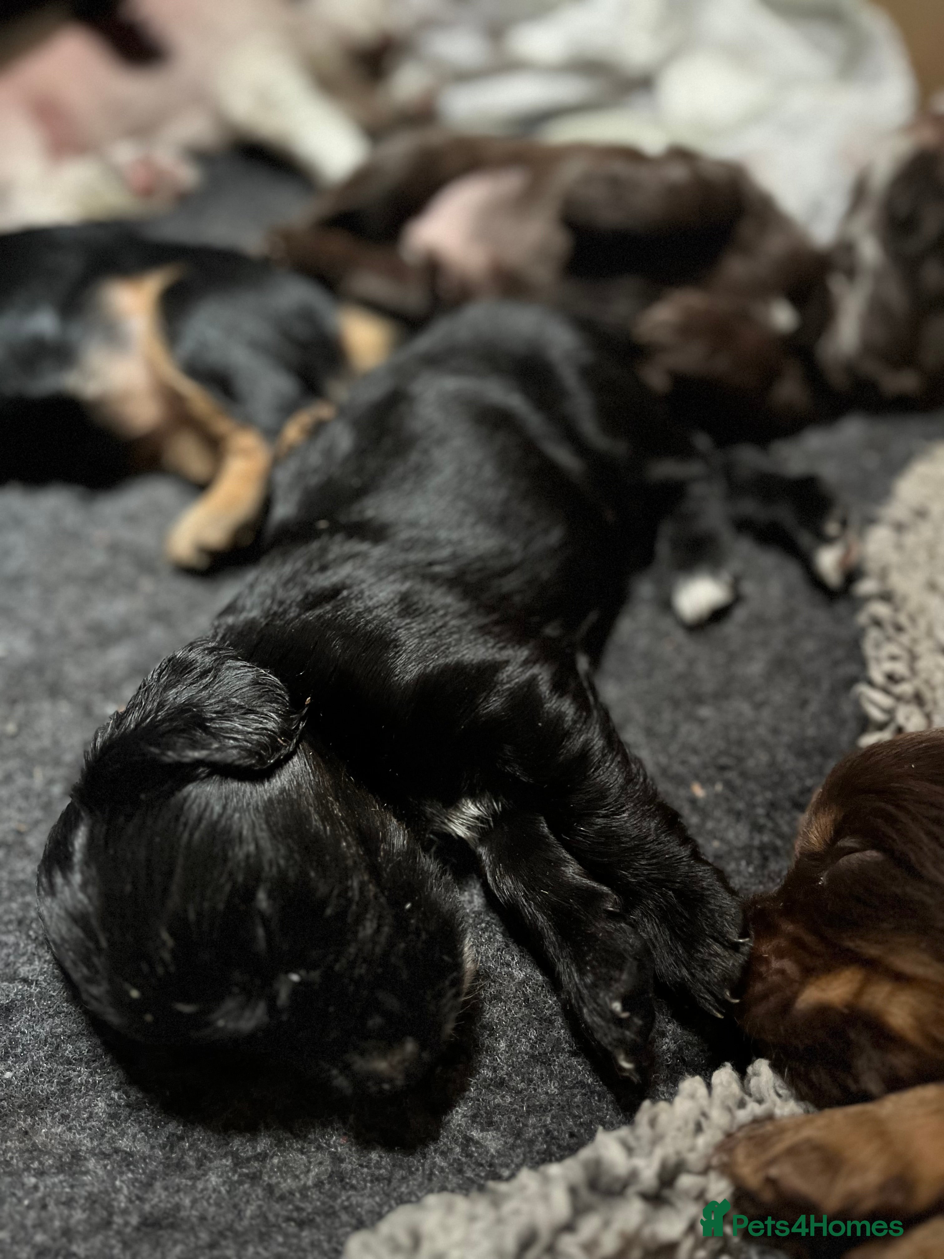 Cocker Spaniel dogs Working Cocker Spaniel Puppies for Sale - Advert 2