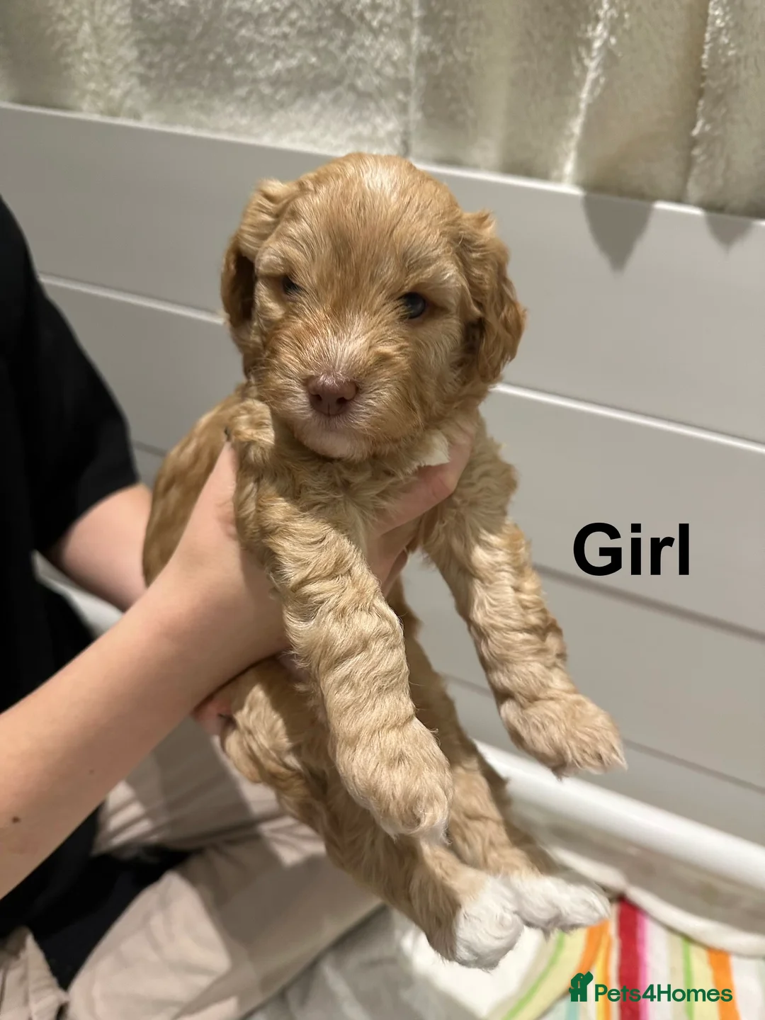 Cavapoo dogs for sale: 💥ONE BOY LEFT💥 F1B Cavapoo Puppies - Advert 26