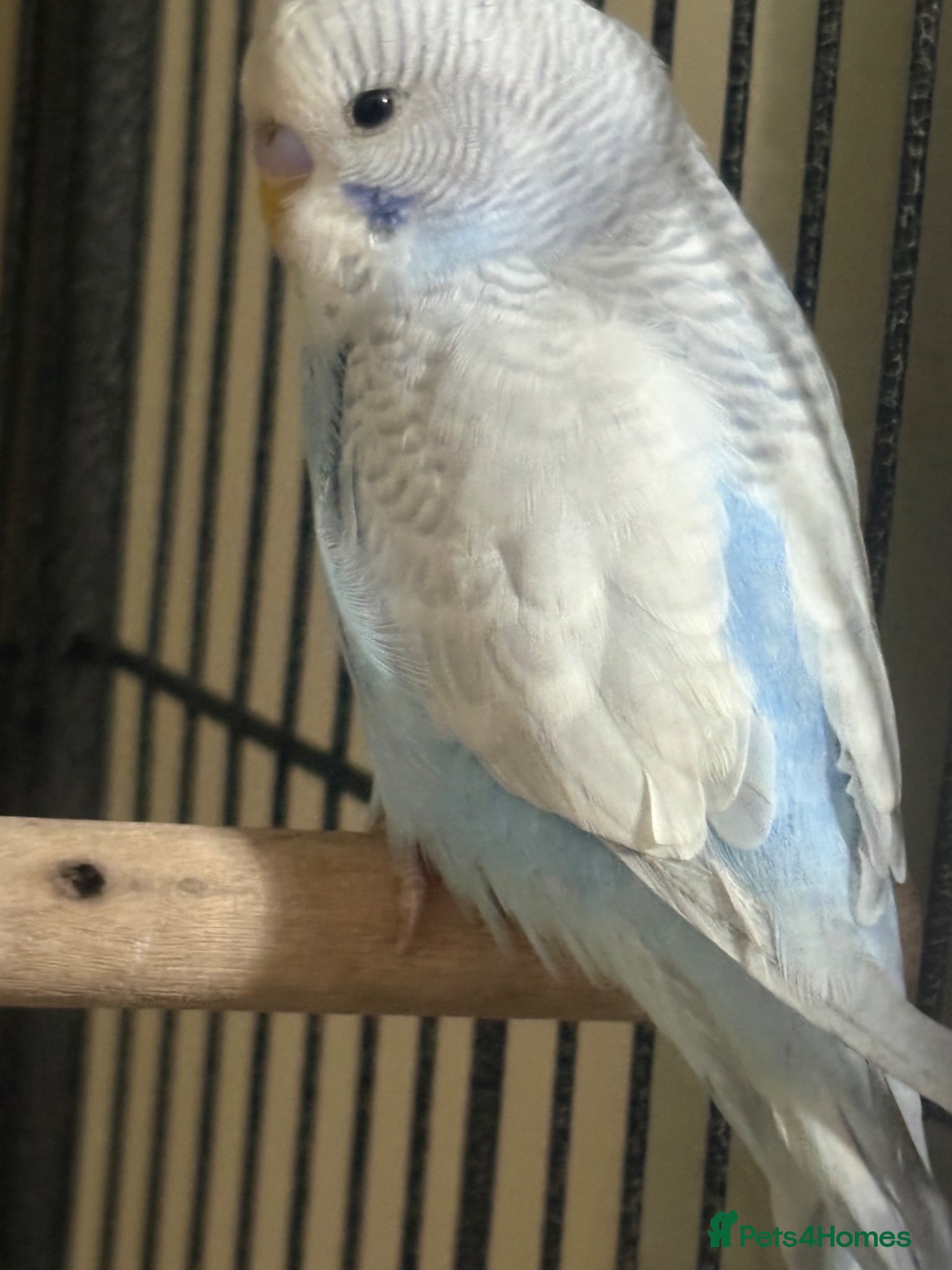 Budgerigars birds Baby Budgies’s for sale  - Advert 2