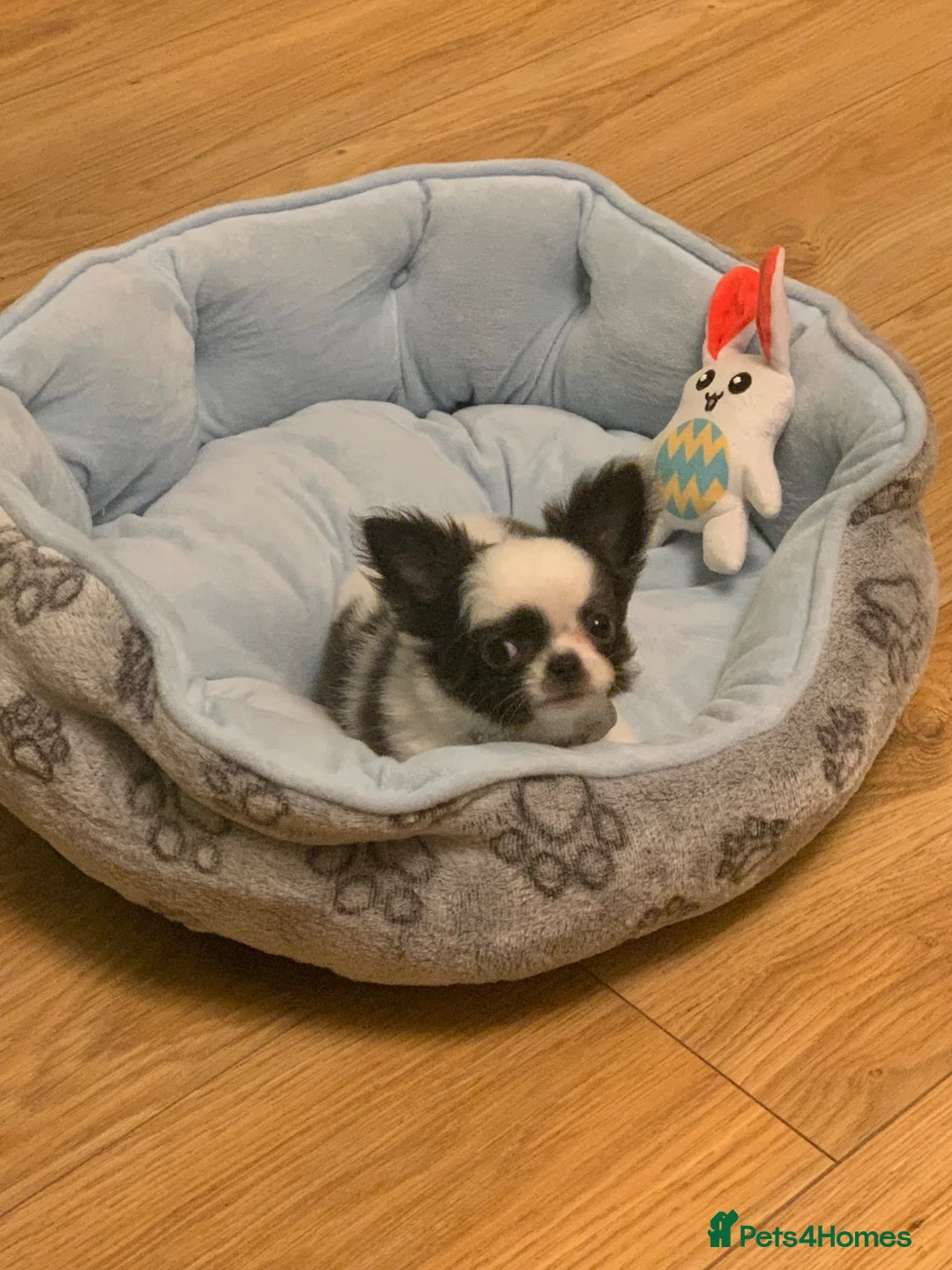 Chihuahua dogs for stud: Stud Available- Long Coat Chihuahua, Buster - Advert 7