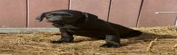Labrador Retriever dogs for sale: OUTSTANDING LITTER OF BLACK & YELLOW PUPPIES - Advert 14
