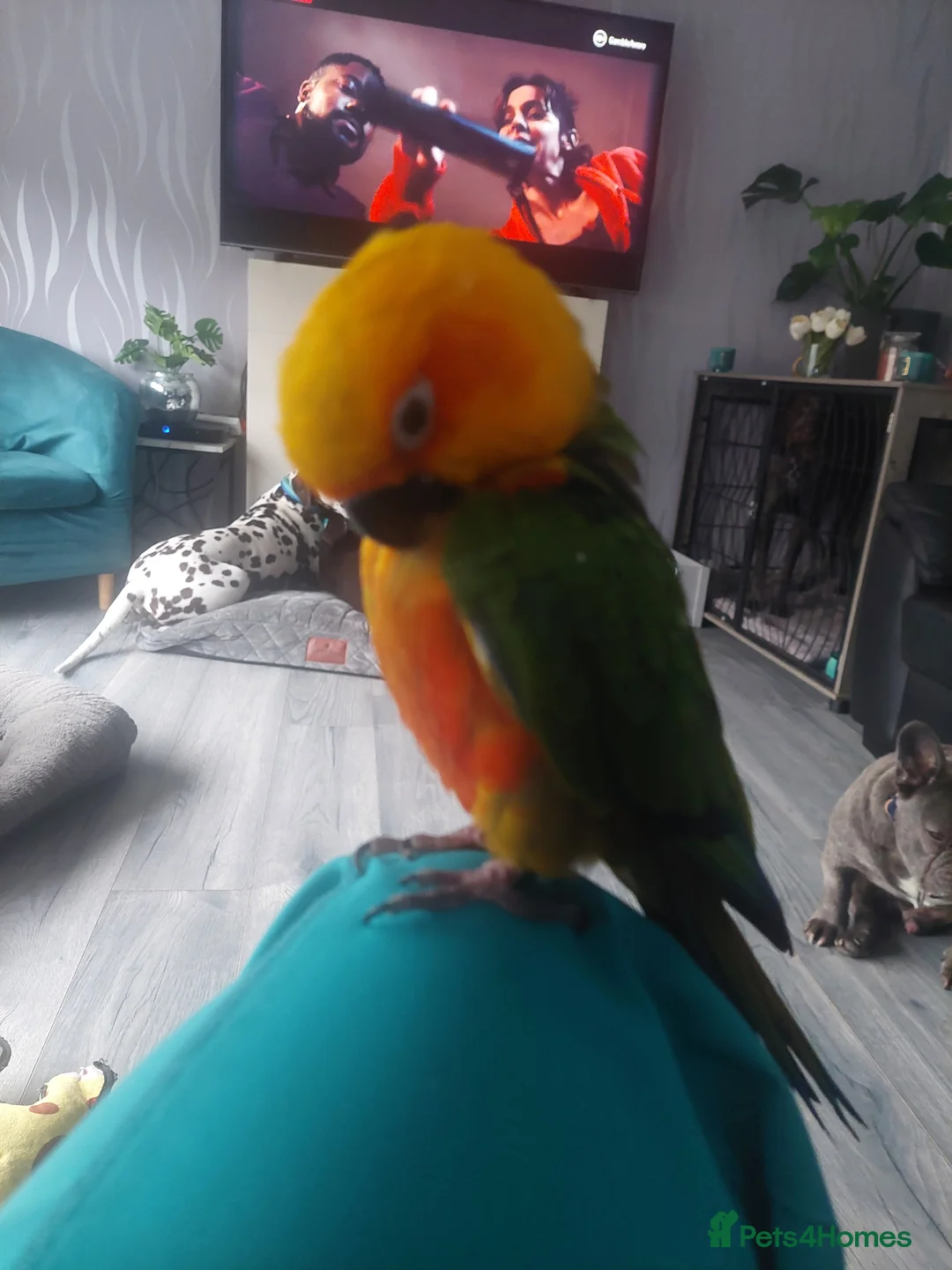 Conures birds for sale: Jenday conure - Advert 3