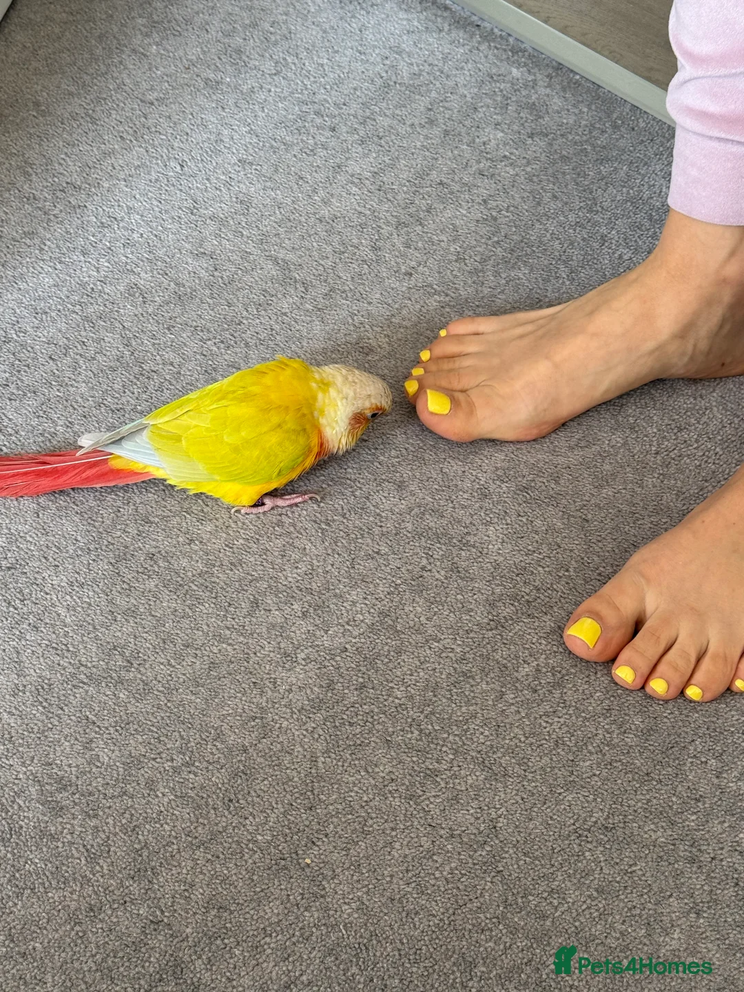 Conures birds for sale:   Pineapple Green-cheek Conure for Rehoming  - Advert 6