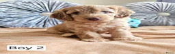 Cavapoo dogs for sale: Outstanding Cavapoo Puppies  - Advert 18
