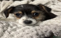 Jackapoo dogs for sale: Adorable Jackapoo puppies  - Image 15