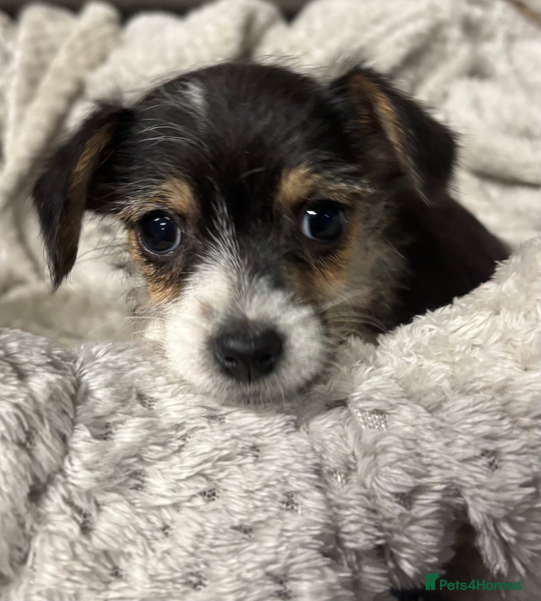 Jackapoo dogs for sale: Adorable Jackapoo puppies  - Image 15