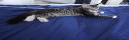 Maine Coon cats for sale: Maine Coon Kittens for Sale - Advert 18