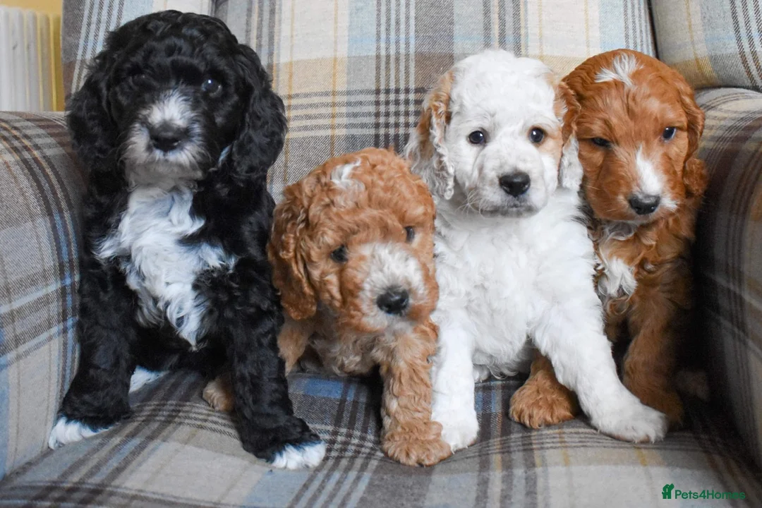 Cockapoo dogs for stud: STUD - F1 Red and white Cockapoo - Health Clear in York - Advert 17