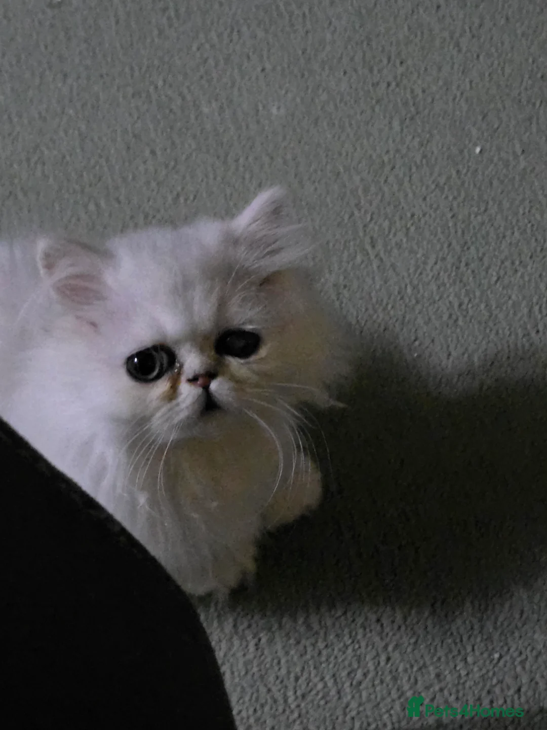 Persian cats for sale: Chinchilla Persian  - Advert 4