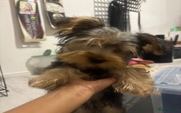 Yorkshire Terrier dogs for sale: Biscuit  - Image 2
