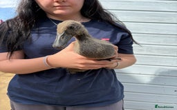 Ducks poultry for sale: Runner ducklings unsexed  - Image 6