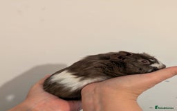 Guinea Pig rodents for sale: 3 x male guinea pigs  - Image 8