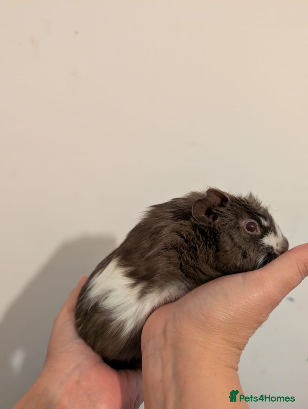 Guinea Pig rodents for sale: 3 x male guinea pigs  - Image 8