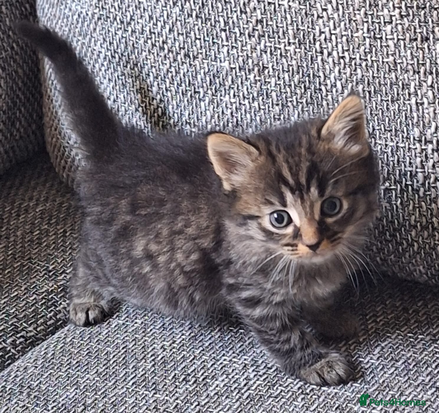 Mixed Breed cats Beautiful 😻 kittens ready for a new family  - Advert 17