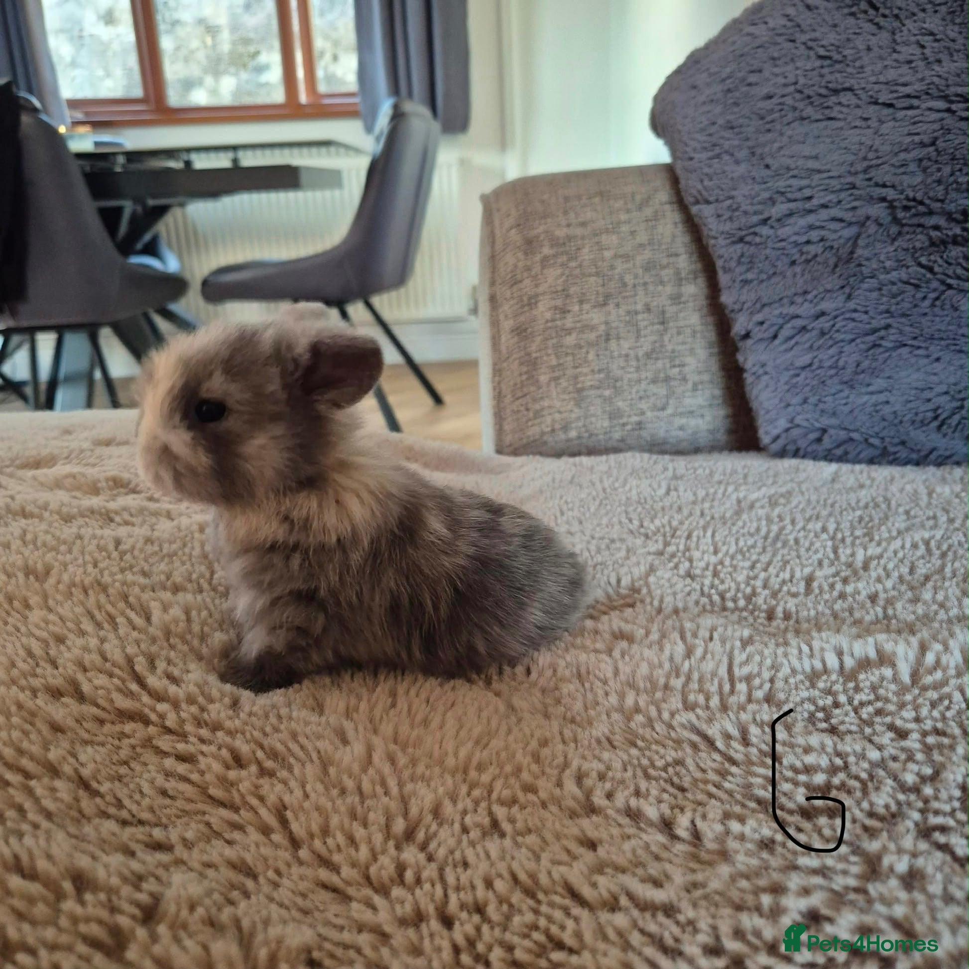 Mini Lop rabbits Purebred Mini Lop Rabbits Available Soon 🐰 - Advert 4