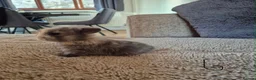 Mini Lop rabbits for sale: Purebred Mini Lop Rabbits Available Soon 🐰 - Advert 10