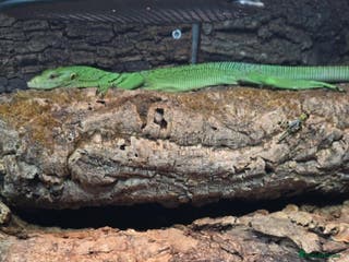 Monitor reptiles Male Green Tree Monitor - Advert 1