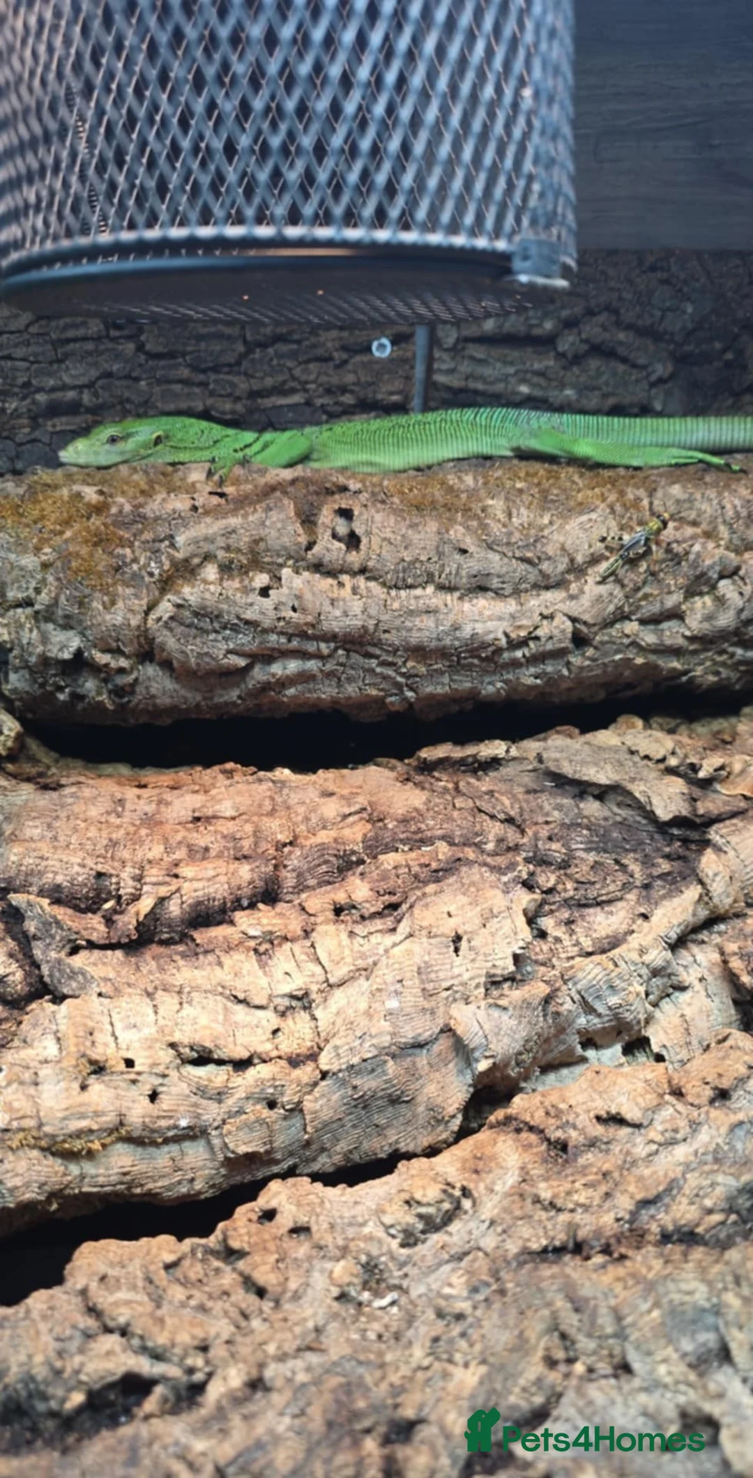 Monitor reptiles for sale: Male Green Tree Monitor - Advert 2