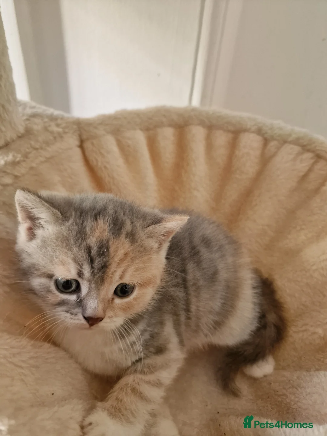 British Shorthair cats for sale: 4 Gorgeous Kittens – Ready to Reserve Now - Advert 12