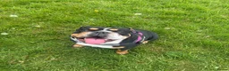 English Bulldog dogs for sale: 2.5 year old female bulldog KC registered  in Middlesbrough - Advert 3
