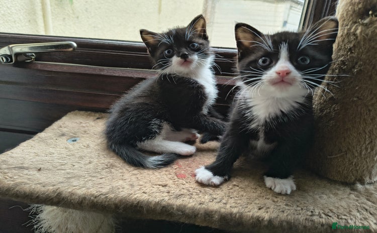 Domestic Shorthair cats - Advert 6