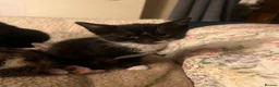 Mixed Breed cats for sale: 2 Tuxedo Tabby Boys in Shifnal - Advert 5
