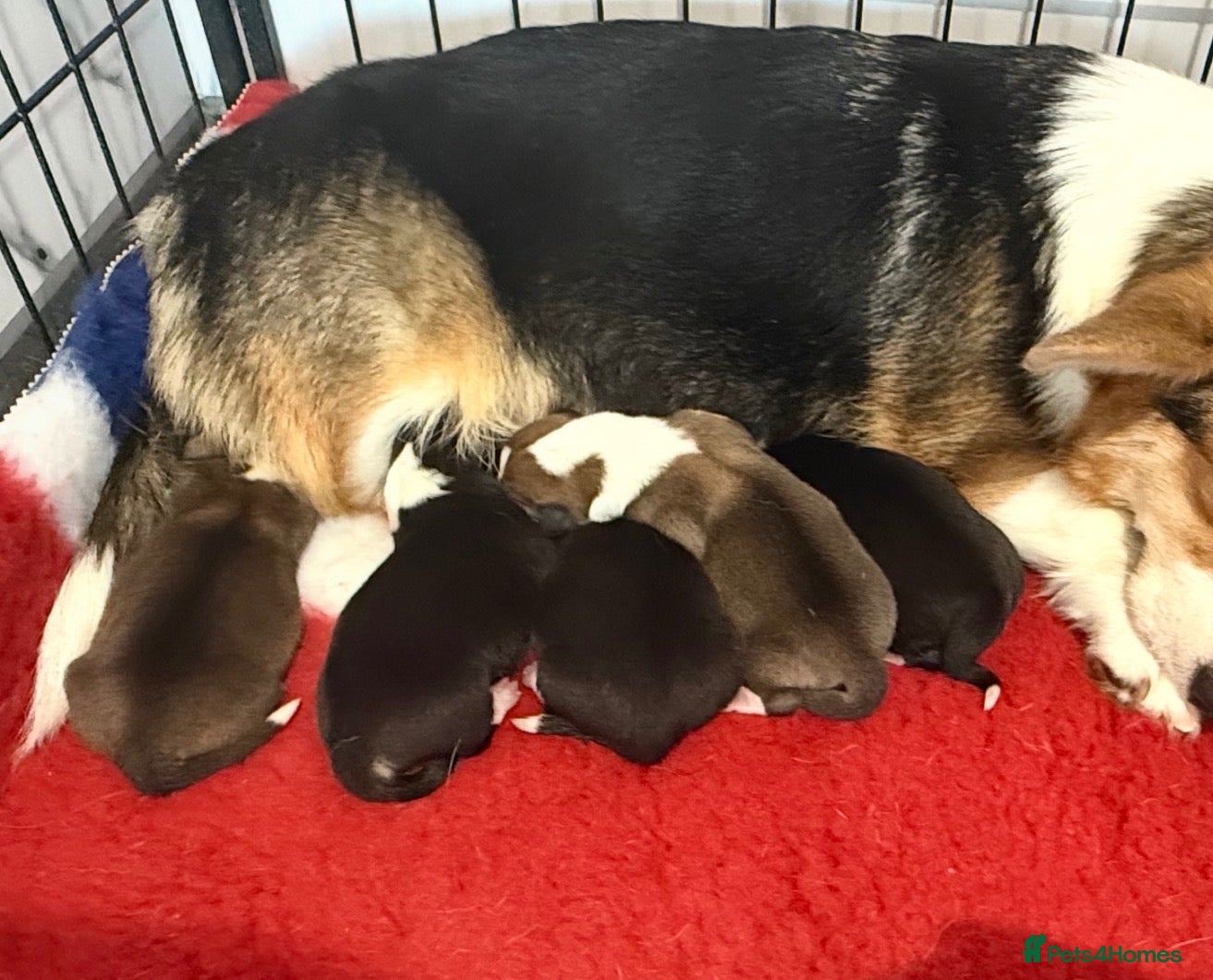 Welsh Corgi Pembroke dogs Kc registered Welsh Pembroke corgis 🇬🇧 - Advert 16