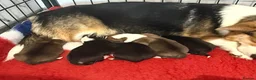 Welsh Corgi Pembroke dogs for sale: Kc registered Welsh Pembroke corgis 🇬🇧 - Advert 1