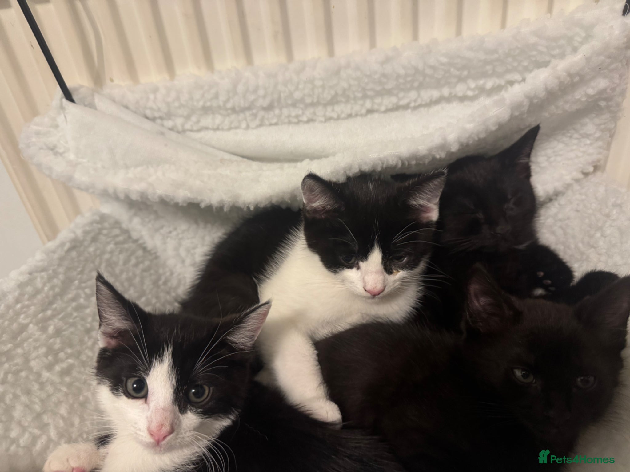 Mixed Breed cats for sale: 4 kittens For sale | £30 read description please  in Bolton - Advert 2