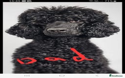 Labradoodle dogs for sale: F,1,B Standard labradoodles - Image 5