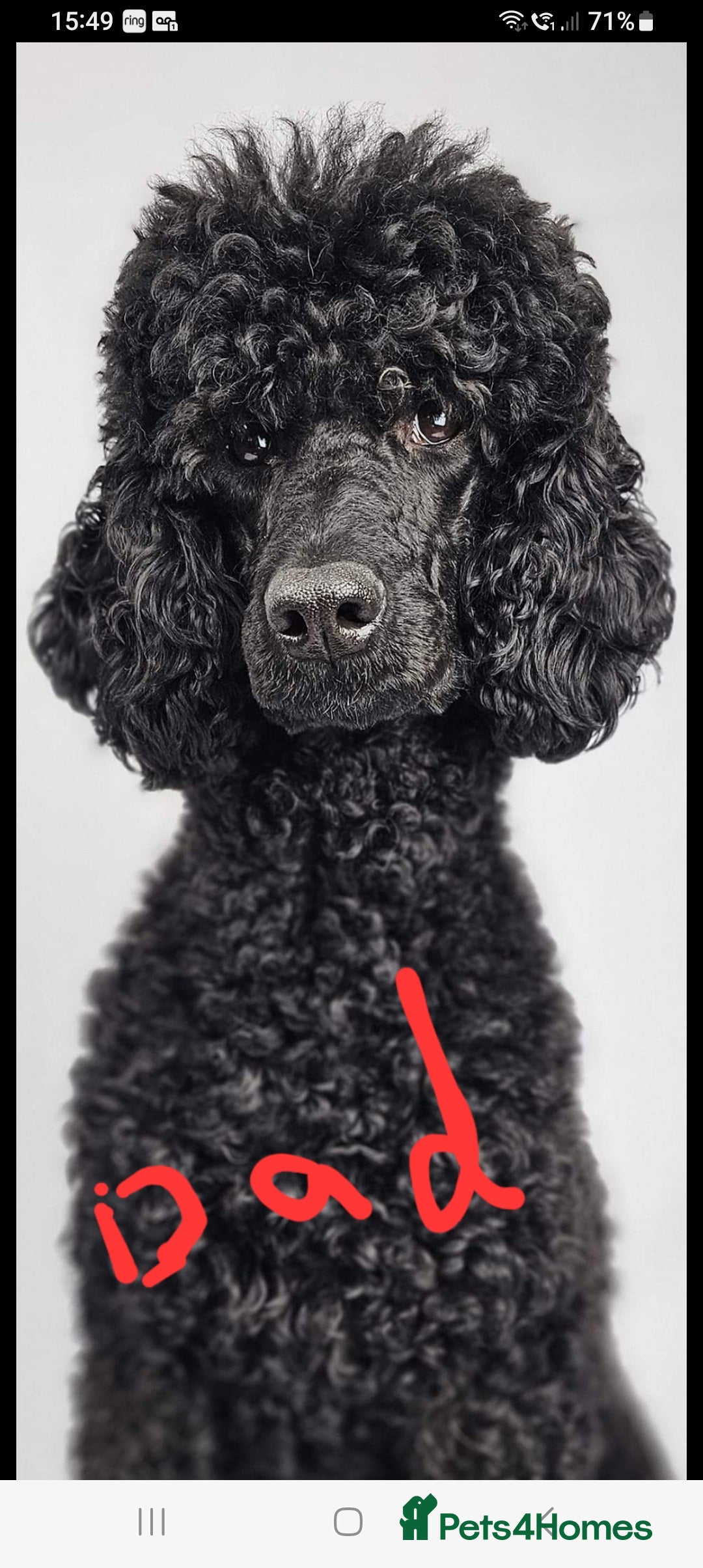 Labradoodle dogs for sale: F,1,B Standard labradoodles - Image 5